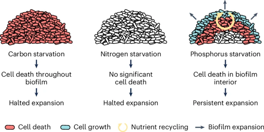 Graphical Abstract for 2025 NCB Paper