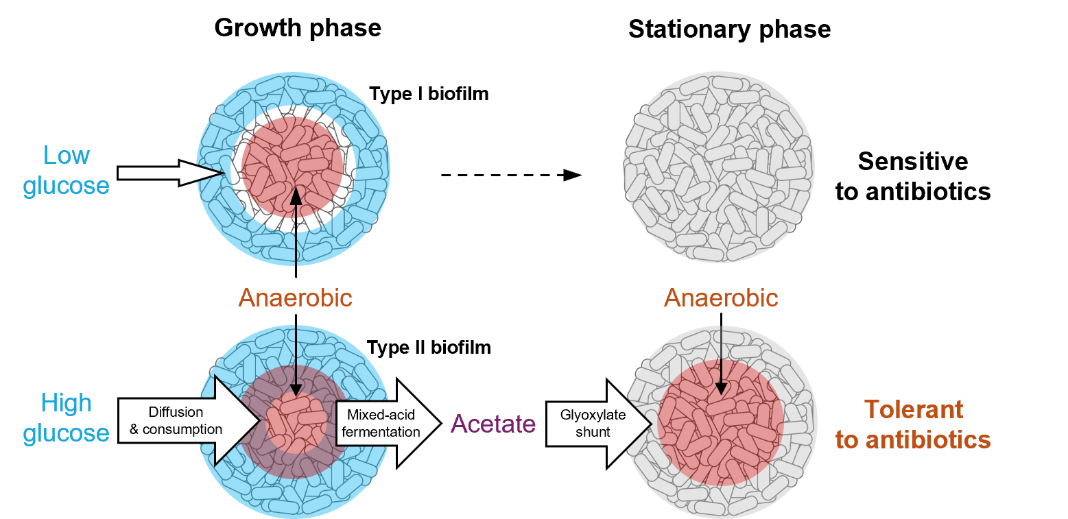Graphical Abstract for 2026 Paper